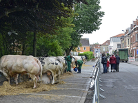 Jaarmarkt Zaventem 4 juni 2012